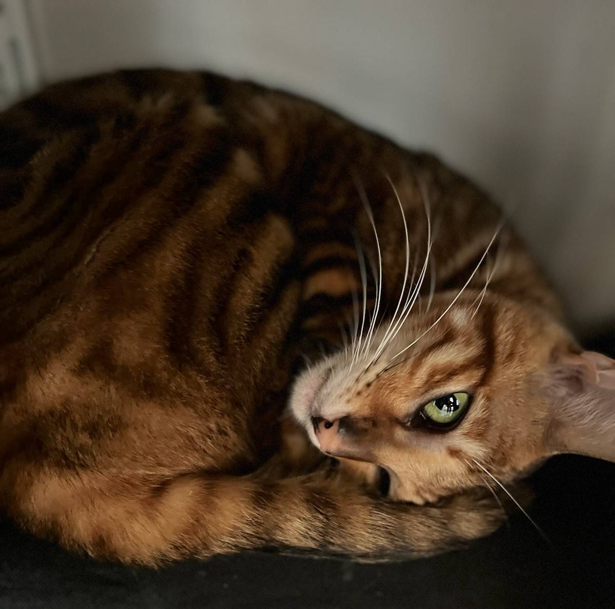 chat toyger